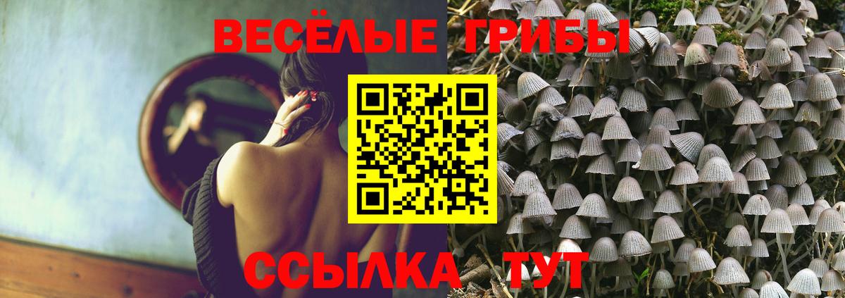 Галлюциногенные грибы Psilocybine cubensis Ачхой-Мартан